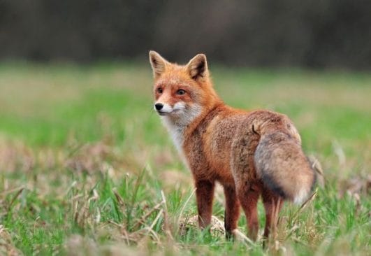 50-names-that-mean-fox-names-meaning-fox-for-your-pet