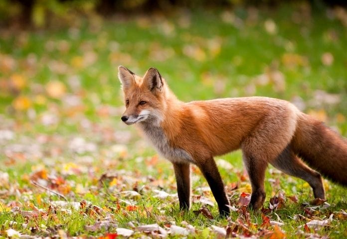 100+ Best Red Fox Names: List of Names for Red Foxes