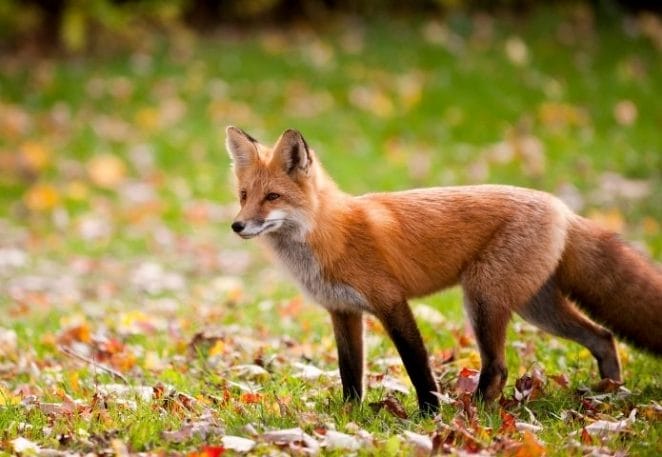 Male Red Fox Names