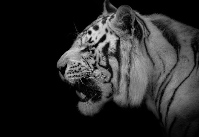 70 Best White Tiger Names Unique Names For White Tigers   Male White Tiger Names 