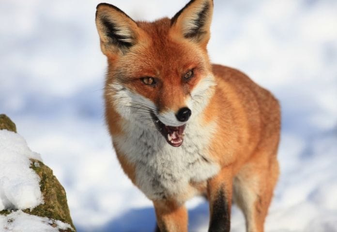 Mythical Male Fox Names