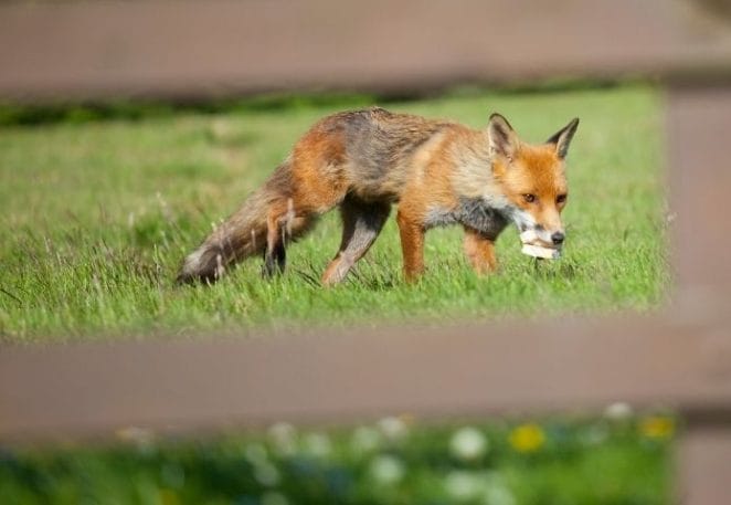 Names for Red Foxes Inspired by Food