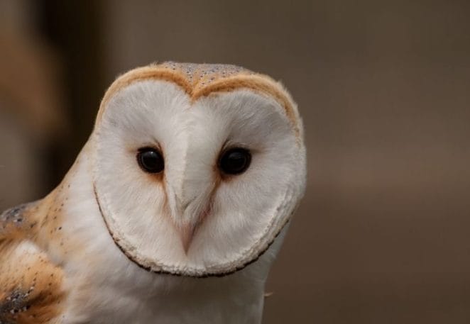 Old English Names for Barn Owls