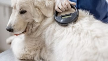 Pet Microchipping Scam - Warning for UK Pet Owners