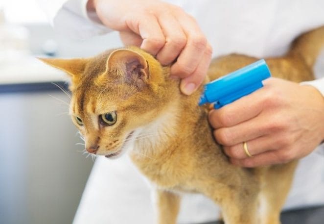 Plans made in microchipping pets
