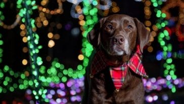Puppy Scam Is One of BBB's 12 Scams of Christmas
