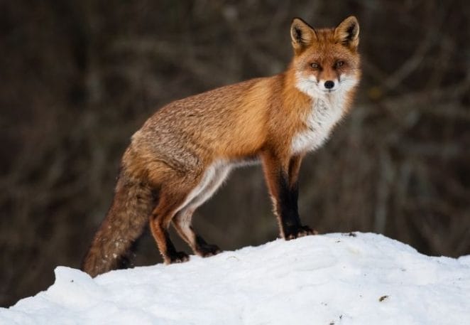 Red Fox Names Inspired by Shades of Red