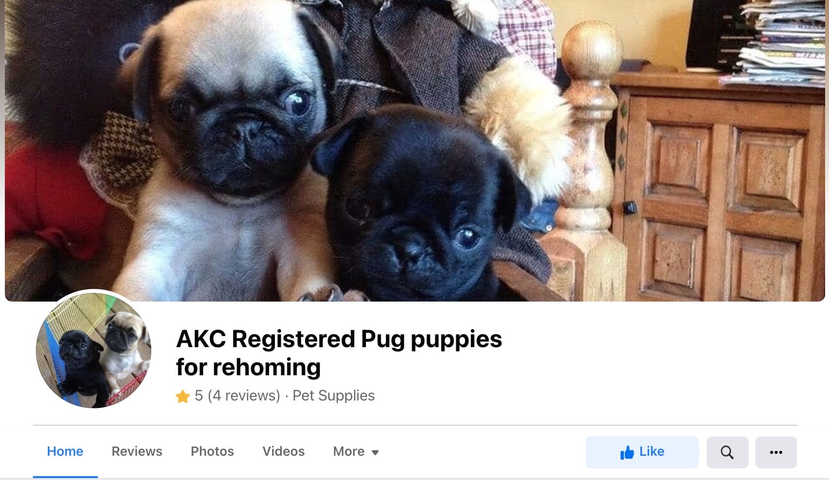 Akc registered outlet puppies