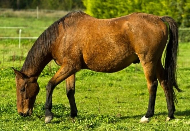 Strong Irish Horse Names