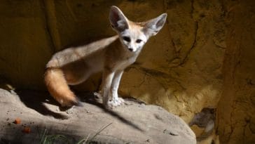 The 150+ Best Fennec Fox Names You Could Ever Find