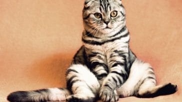 Top 100 Ugly Cat Names - Names That Are Funny For Cats