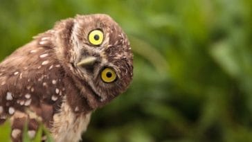 Top 150+ Funny Owl Names - List of Adorable and Funny Choices