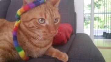 Top Boho Cat Names - 100+ Cool and Unique Names For A Pet Cat