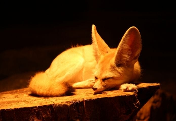 Unique Fennec Fox Names