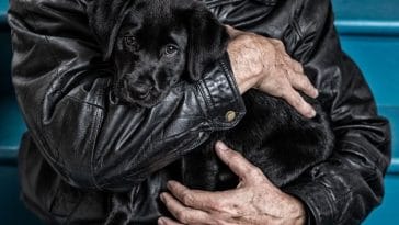 Veterans Are Losing Money Due to Pet Scams, BBB Reports