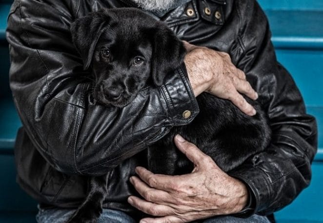 Veterans Are Losing Money Due to Pet Scams, BBB Reports