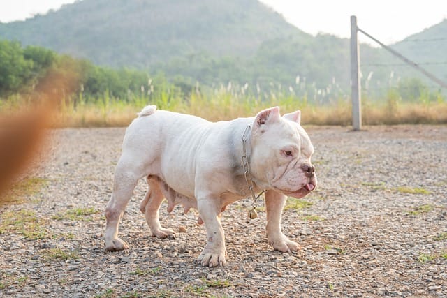 american-bully