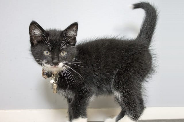 badass-female-cat-names