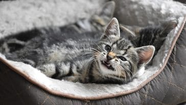 badass-grey-cat-names