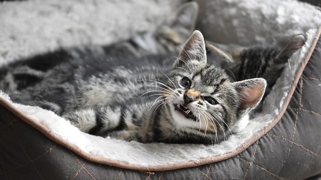 badass-grey-cat-names