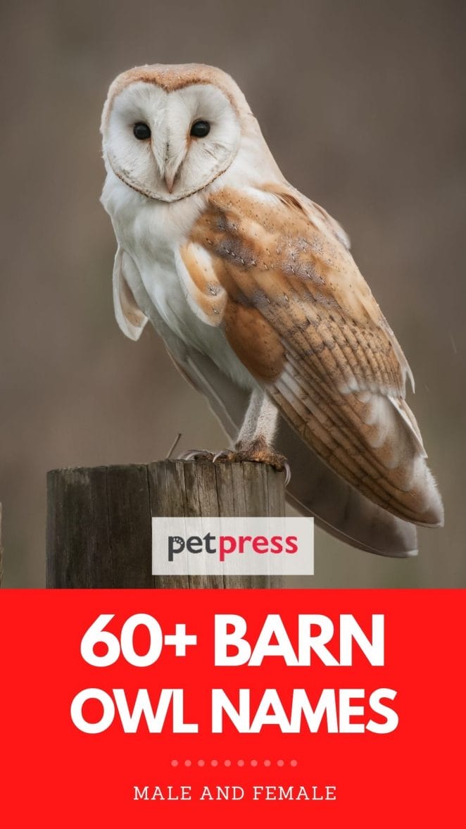 barn owl names