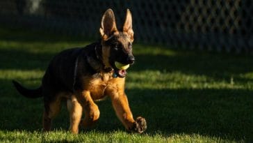 bidens-dog-commander