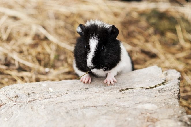 black-white-hamster-names