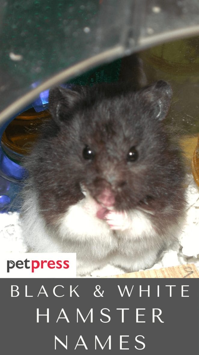 black-white-hamster-names