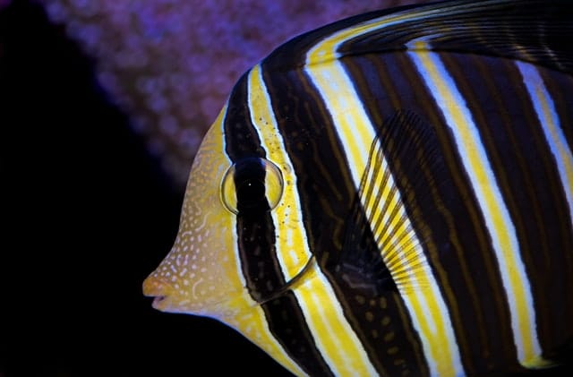 black-yellow-fish-names