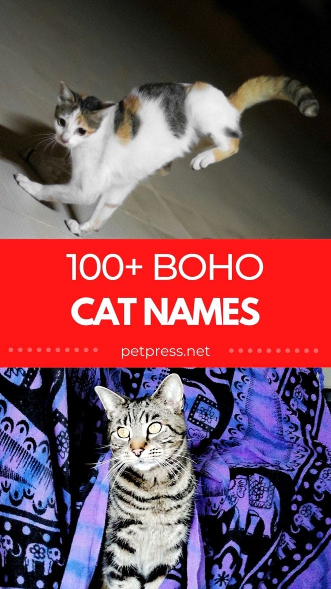 boho cat names
