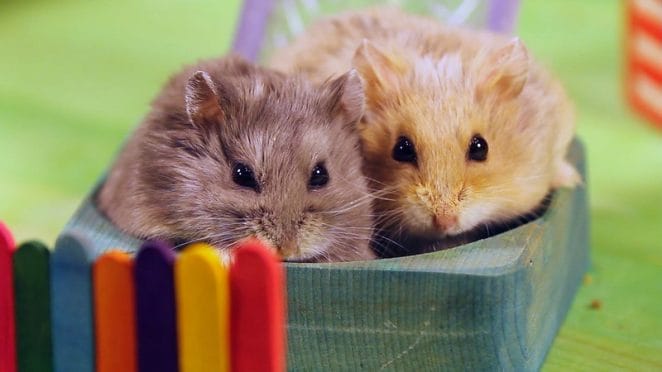 boy-girl-twin-hamster-names