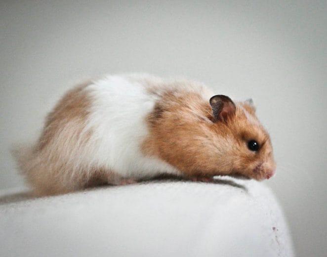 brown-white-hamster-names
