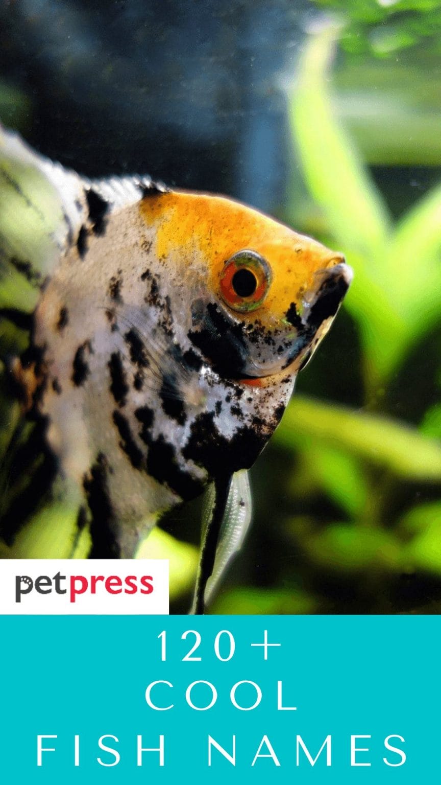 120+ Cool Fish Names - Name Ideas That Will Fit Your Pet Fish