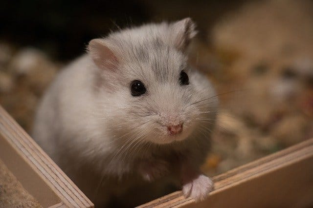 cool-japanese-hamster-names