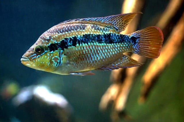 cool-male-fish-names