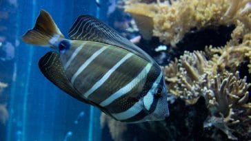 cool-unisex-fish-names