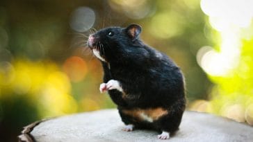 cute-black-hamster-names