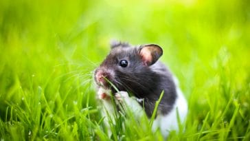 cute-black-white-hamster-names