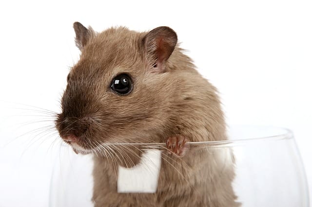 cute-brown-hamster-names