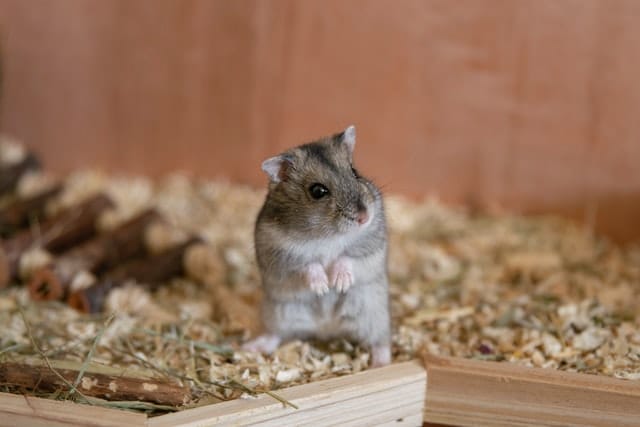 cute-disney-hamster-names