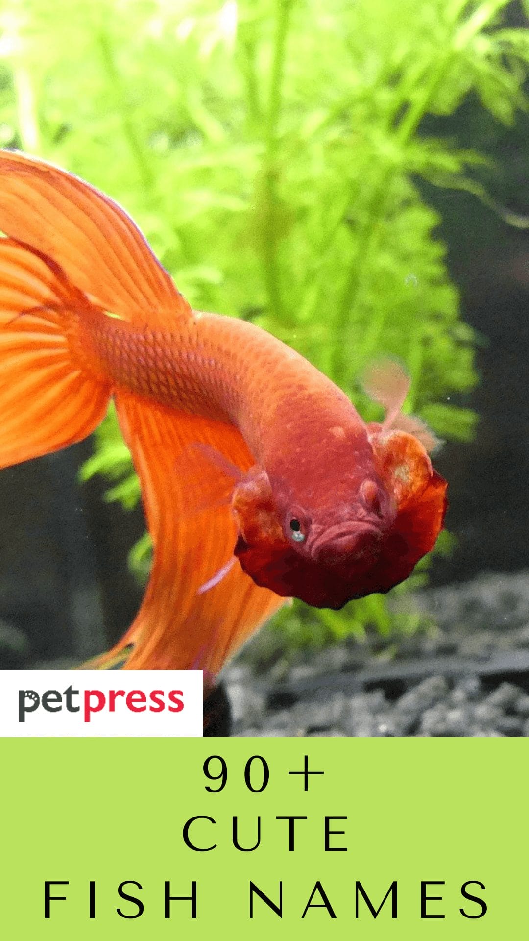 90+ Cute Fish Names Cute Name Ideas For Your Pet Fish