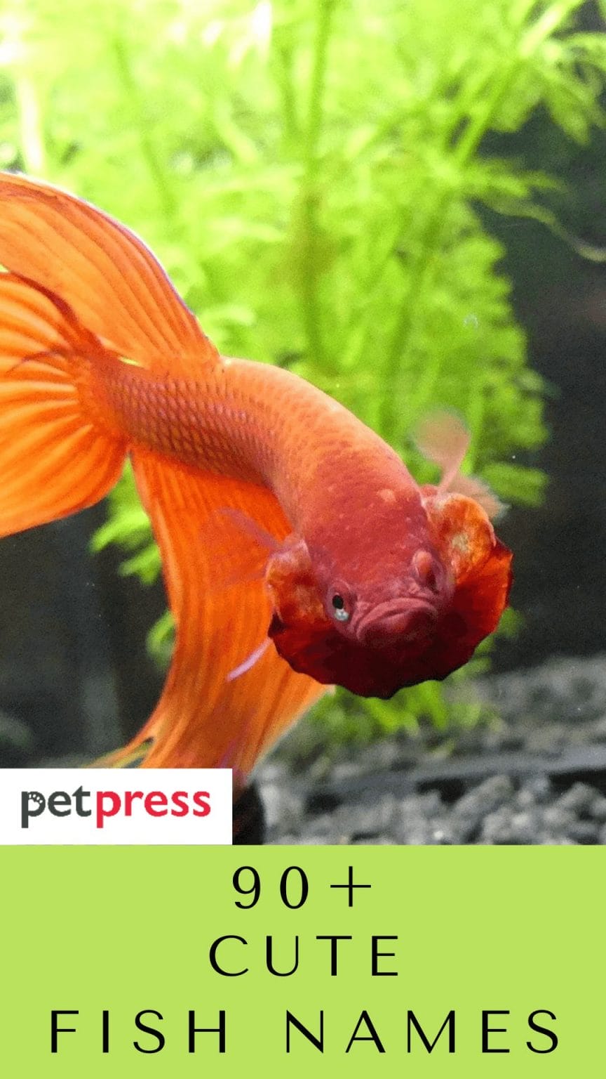 90+ Cute Fish Names - Cute Name Ideas For Your Pet Fish