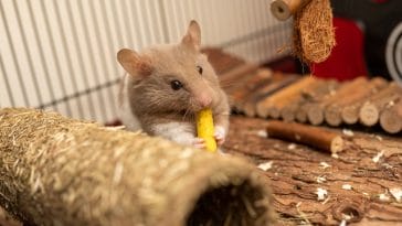 cute-food-hamster-names