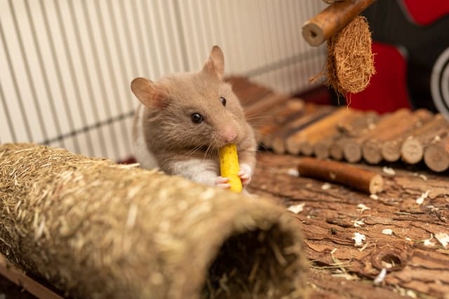 cute teddy bear hamsters eating