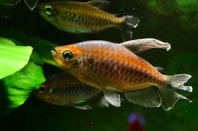 cute-male-fish-names