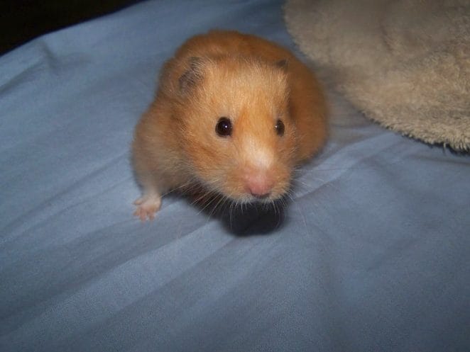 cute-orange-hamster-names