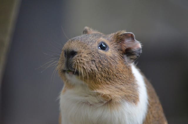 cute-russian-hamster-names