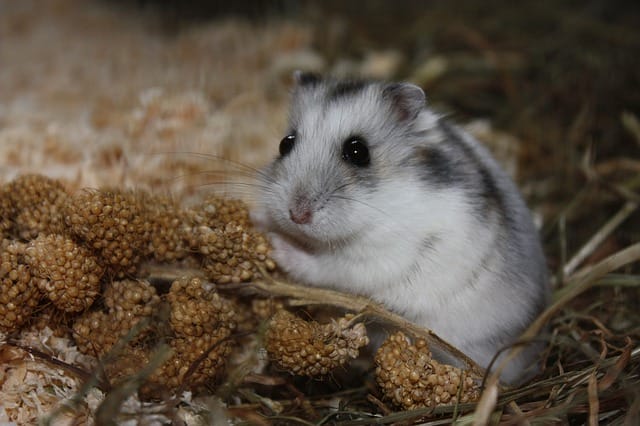 cute-syrian-hamster-names