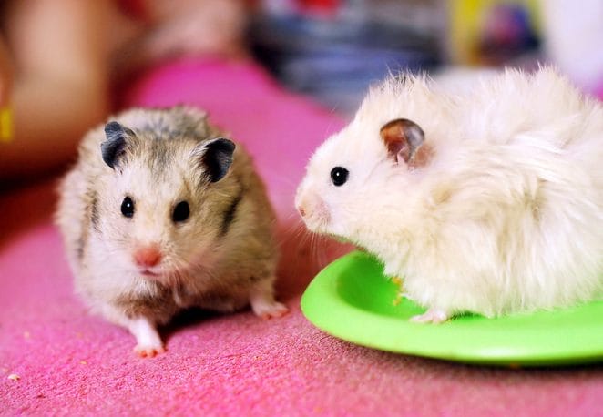 cute-twin-hamster-names