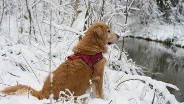 dog-in-snow